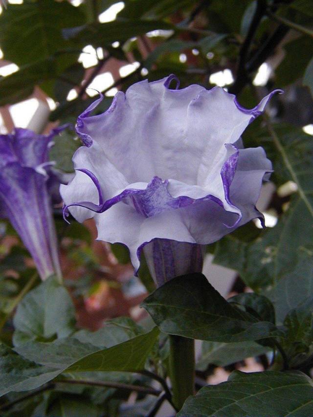 عکس تاتوره Datura metelSolanaceae 5